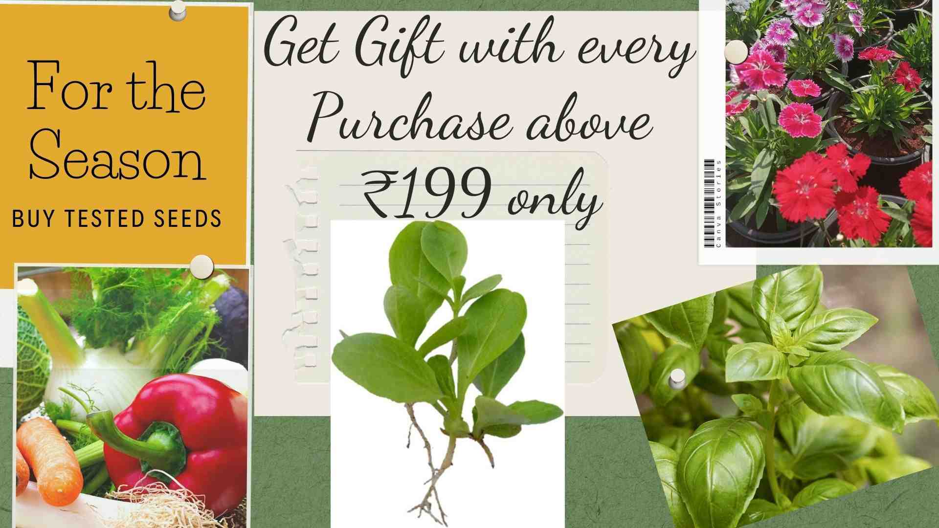 Grow Your Own Green Oasis