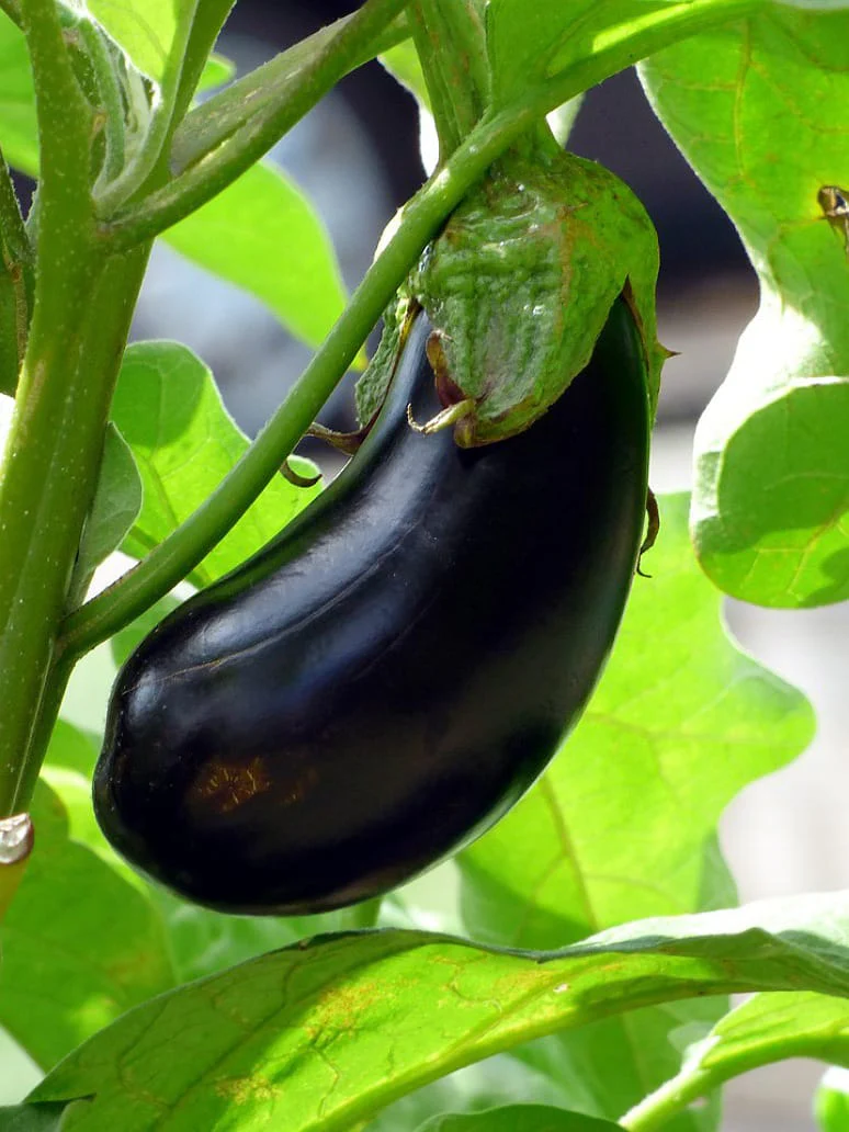 Vegetable - Open Pollination