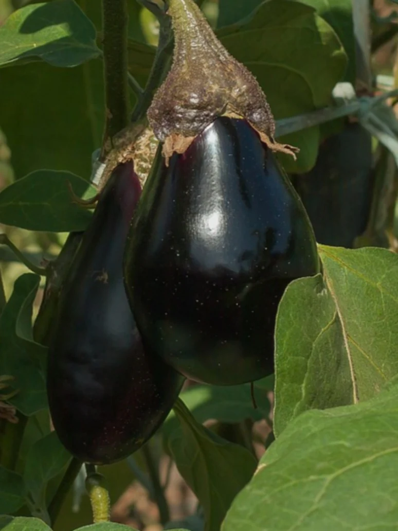 Vegetable Seeds