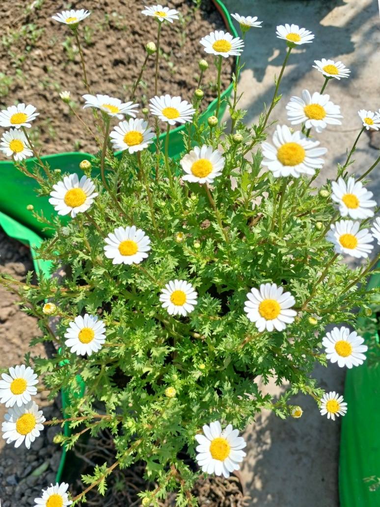 Winter Flower Seeds